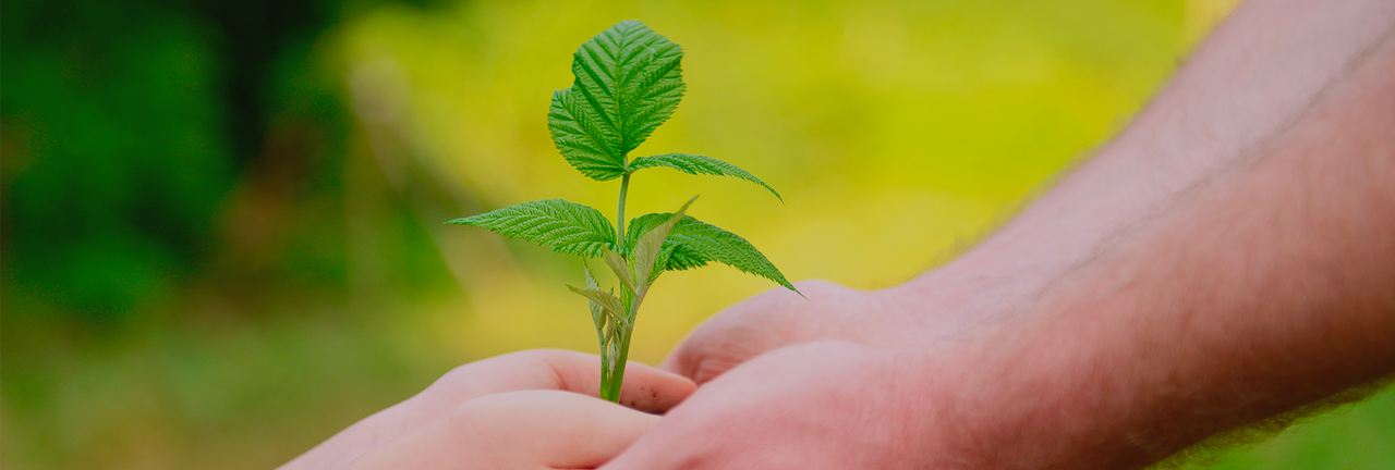 La Protección Verde ya está aquí: Seguros ECO